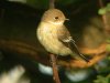 Pied Flycatcher at Gunners Park (Steve Arlow) (67484 bytes)